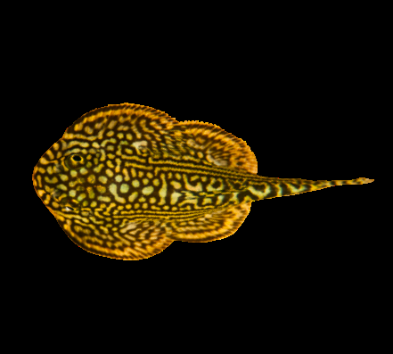 Polka Dot Hillstream Loach - Gastromyzon punctulatus