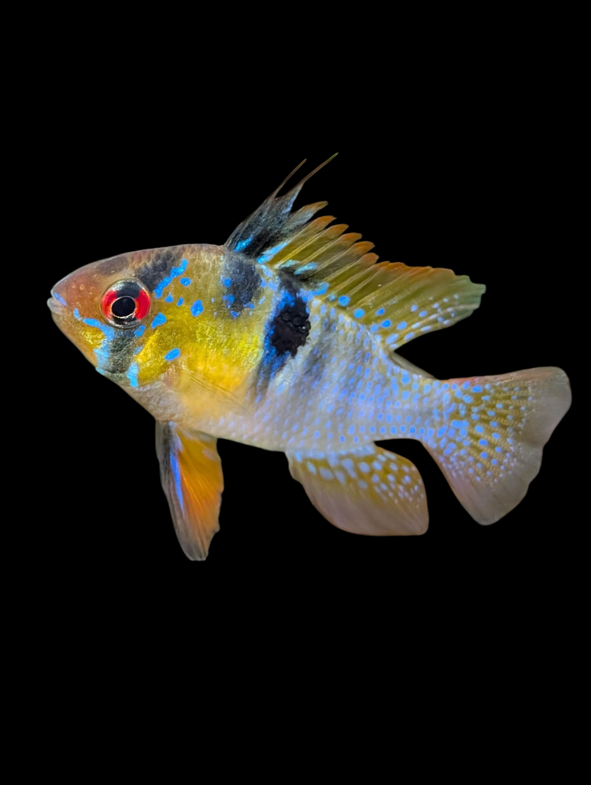 Blue Ram Cichlid - Microgeophagus ramirezi