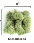 Mossify - REVITA-MOSS - Canadian Reindeer Moss 6"x6"
