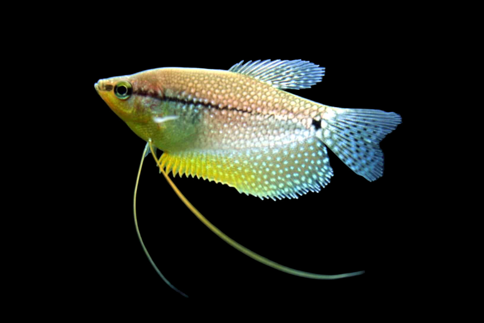 Pearl Gourami - Trichogaster meeri
