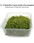 Mossify - REVITA-MOSS - Mood Moss 6"x6"