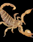Israeli Gold Scorpion - Scorpio maurus