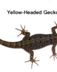 Yellow-headed Gecko - Gonatodes albogularis fuscus