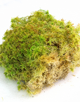 Mossify - REVITA-MOSS - Canadian Sphagnum Moss 6"x6"