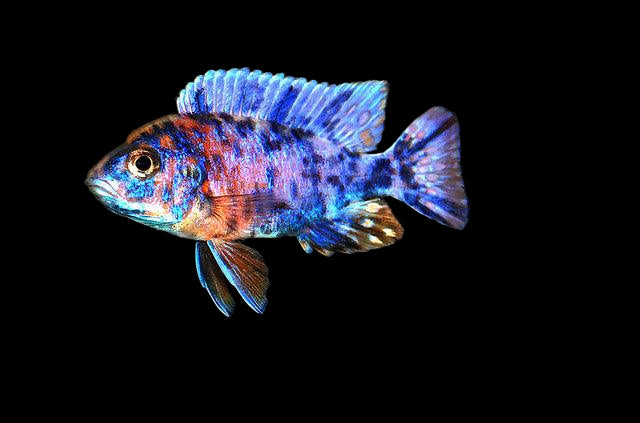 Kaleidoscope Peacock Cichlid - Aulanocara nyassae