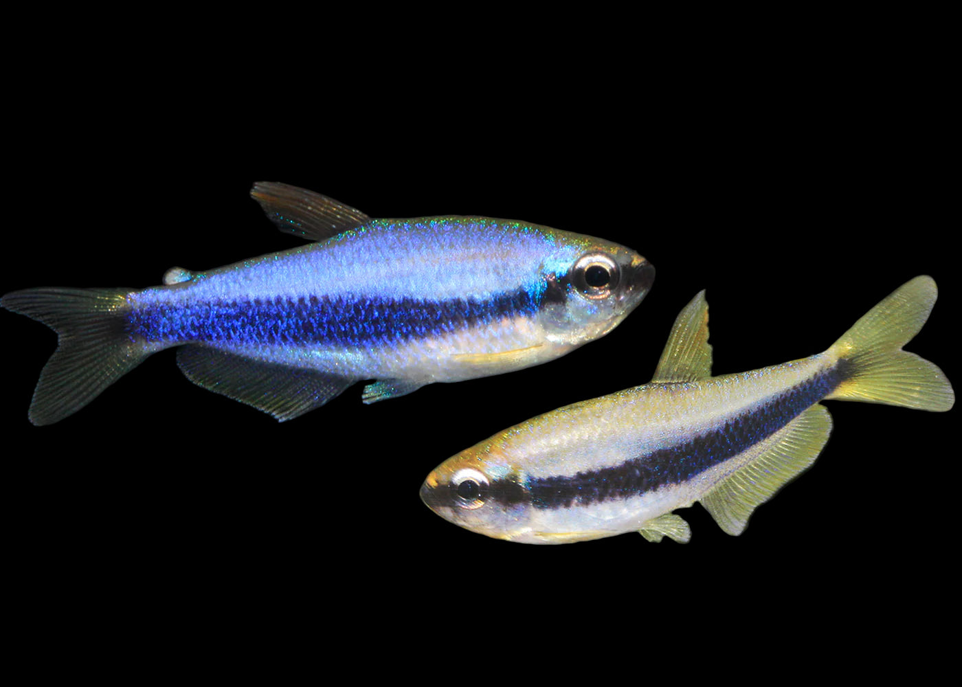 Blue Emperor Tetra - Inpaichthys kerri