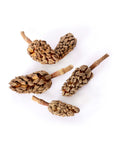 Galapagos - Magnolia Seed Pods 5ct