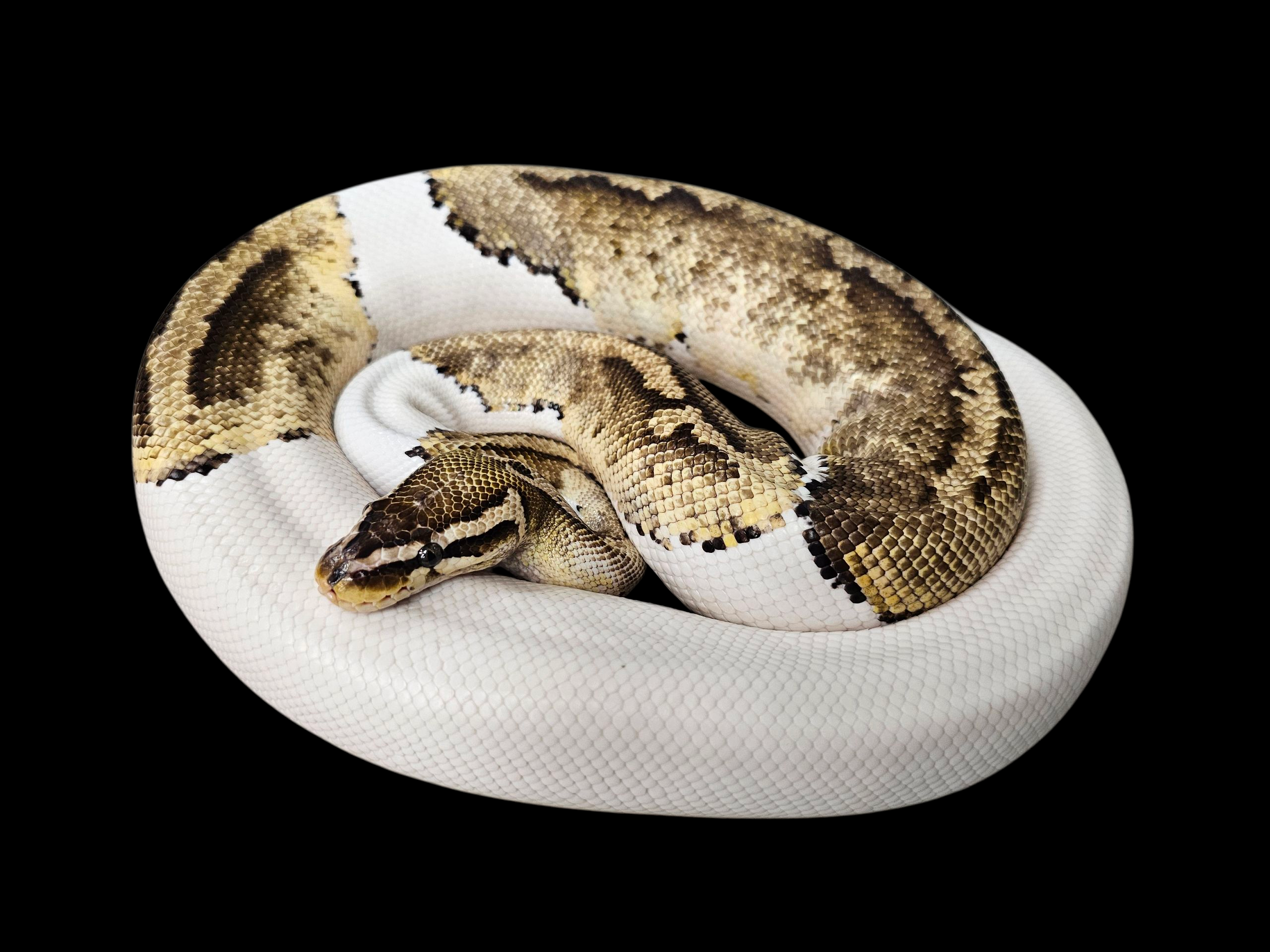 Lesser Piebald Ball Python Adult Male - Double Morph | Aquatic Oasis ...