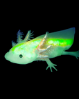 Live GFP Leucistic Axolotl - Fluorescent White Beauty