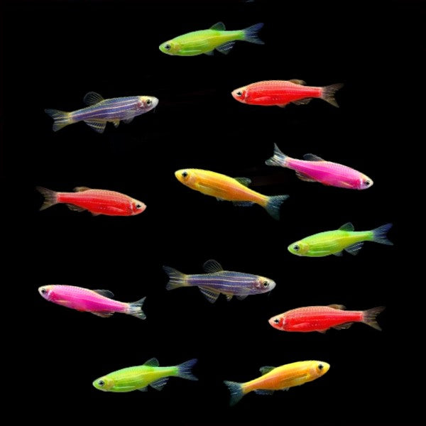 Glofish - Danio