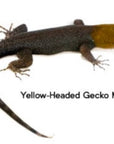 Yellow-headed Gecko - Gonatodes albogularis fuscus