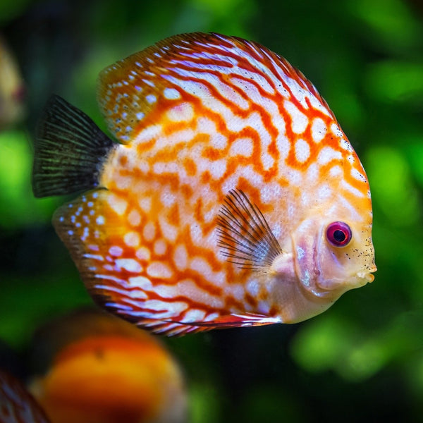 Freshwater Live Fish