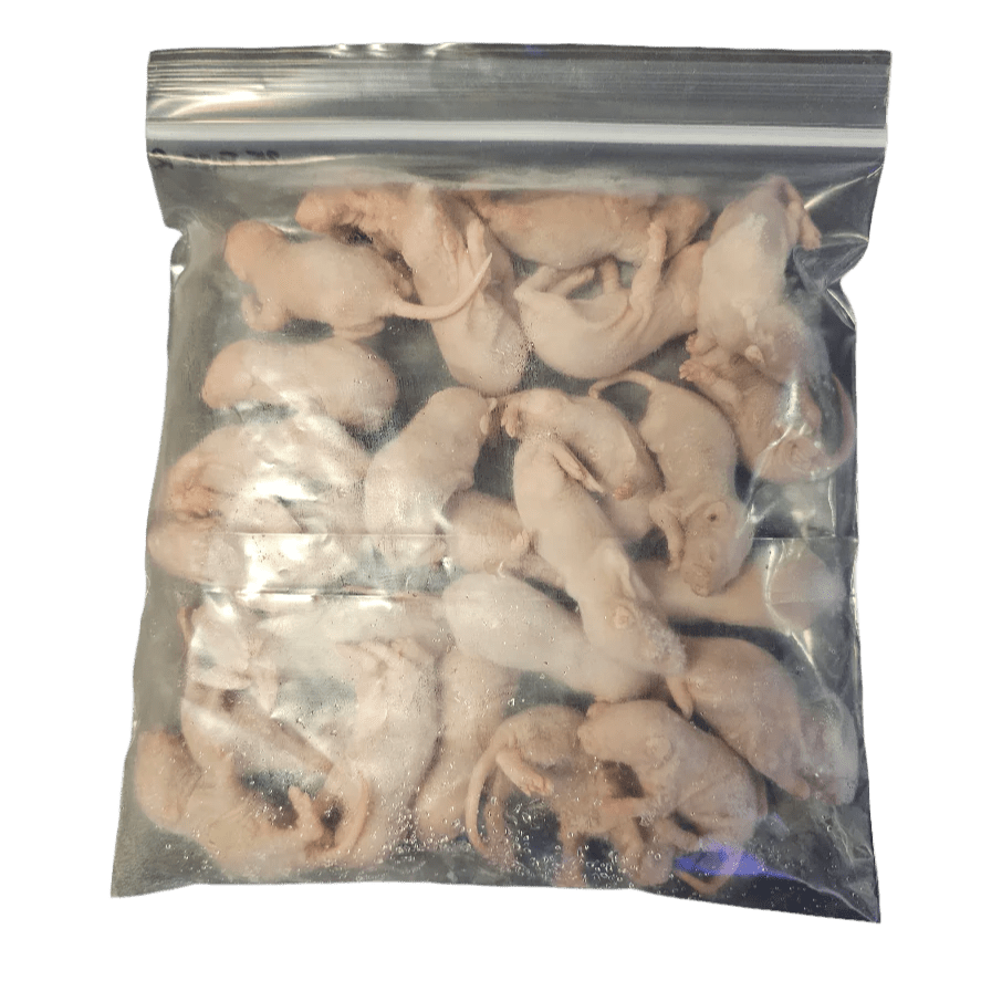 A sealed plastic bag containing a single frozen rat pup, often used as food for reptiles and other pets. The pup is small, hairless, and pale in color, packaged within the bag.