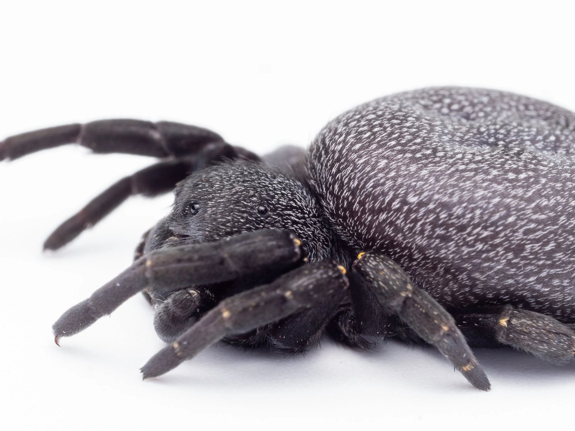 Eresus Walckenaeri - Greek Ladybird Spider - Experienced Keepers Recommended - .25"