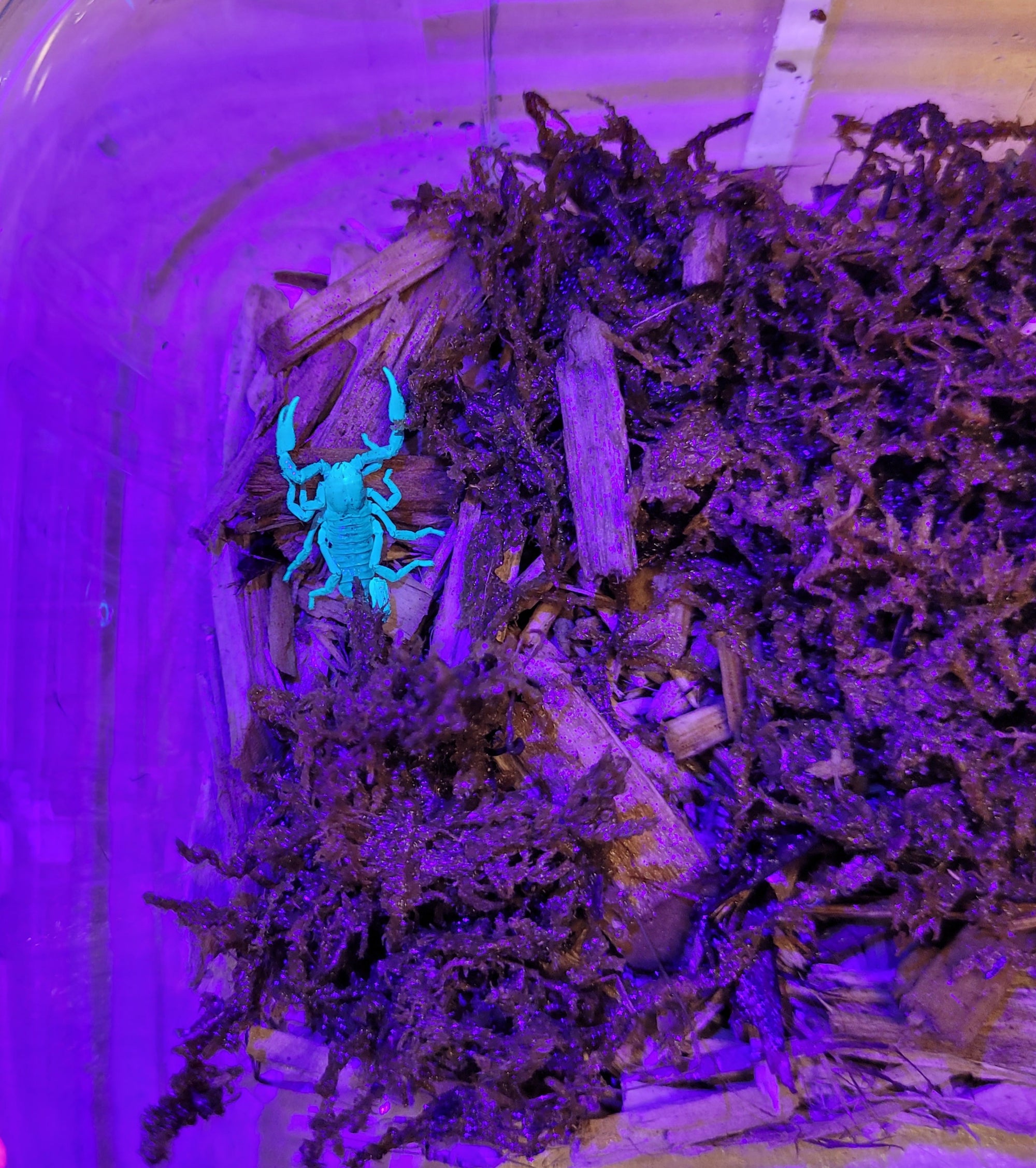 A Forest Scorpion - Heterometrus silenus, under UV light, glows bright blue-green on dark wood and moss in a container. Its vivid color contrasts with the purple-tinted background, making it an intriguing choice for beginners.