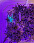 A Forest Scorpion - Heterometrus silenus, under UV light, glows bright blue-green on dark wood and moss in a container. Its vivid color contrasts with the purple-tinted background, making it an intriguing choice for beginners.