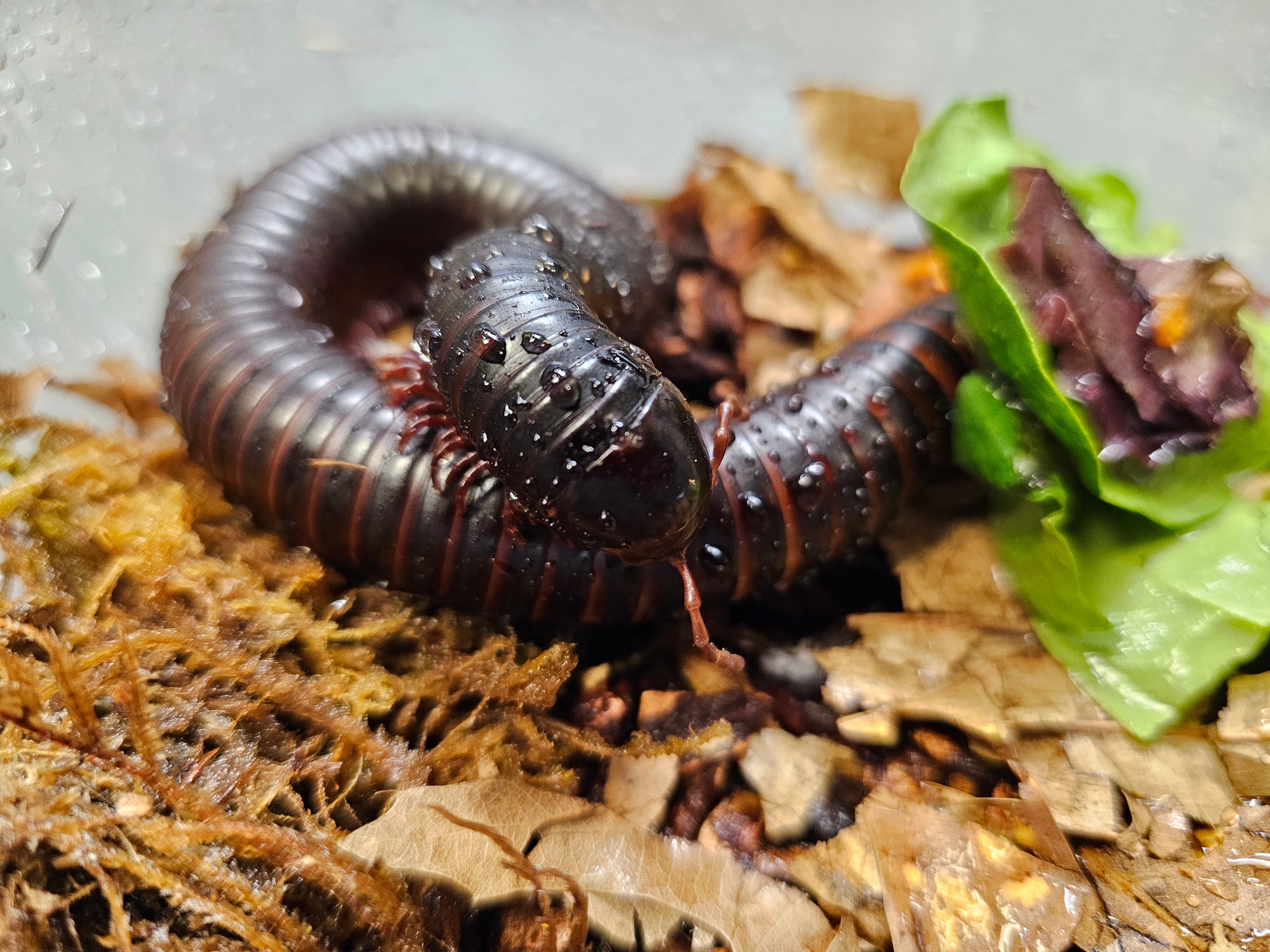 A close-up of an African Giant Black Millipede - Achispirostreptus gigas sprawled on a bed of brown leaves and soil showcases its numerous segments and legs, boasting a shiny, dark exoskeleton. Nearby, a piece of green lettuce adds contrast to this fascinating display of millipede biology.