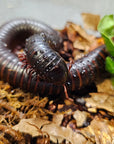 A close-up of an African Giant Black Millipede - Achispirostreptus gigas sprawled on a bed of brown leaves and soil showcases its numerous segments and legs, boasting a shiny, dark exoskeleton. Nearby, a piece of green lettuce adds contrast to this fascinating display of millipede biology.