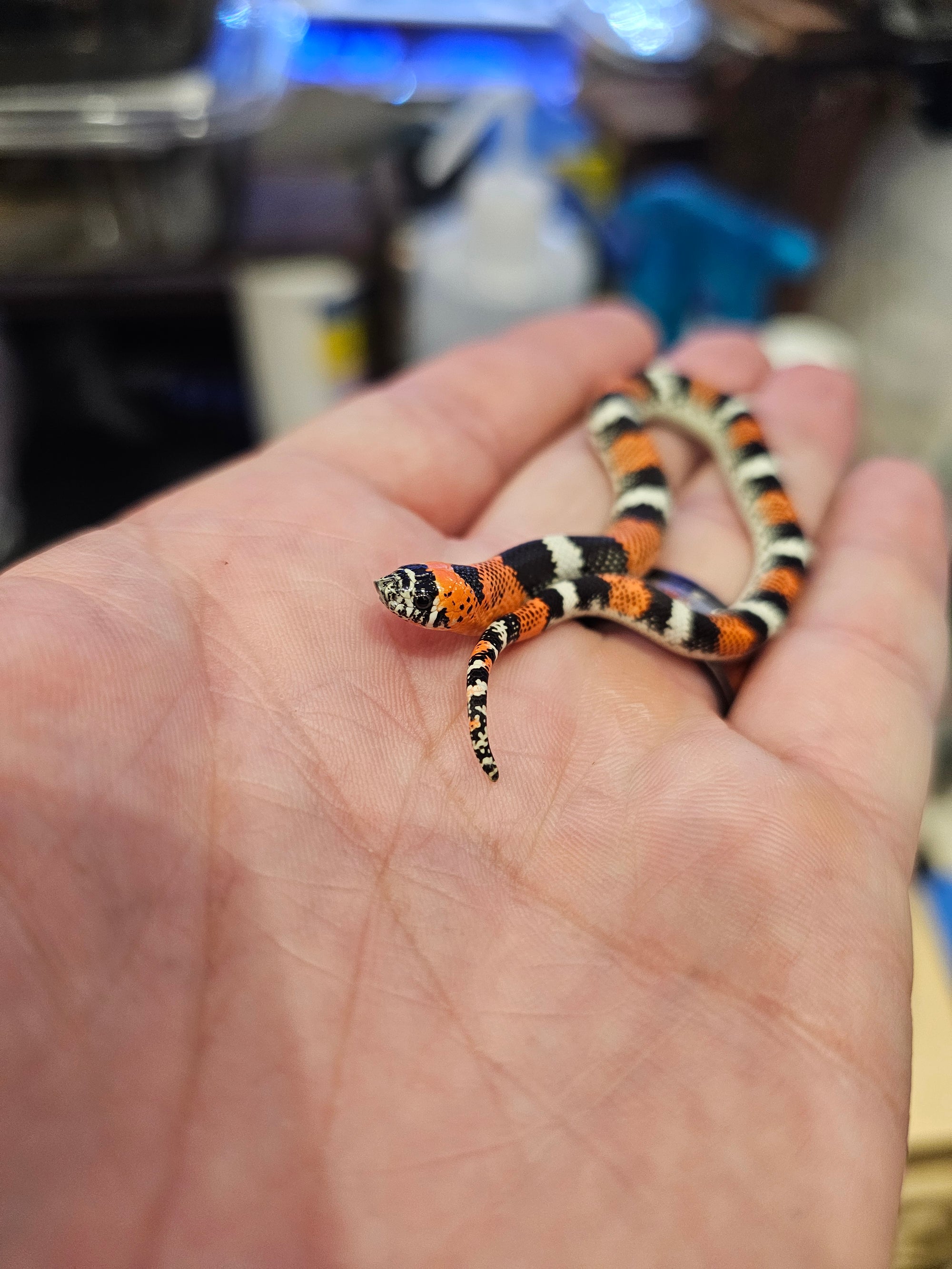 A Tricolor Hognose snake with vivid orange, black, and white bands rests in the palm of someones hand against a blurred indoor backdrop.