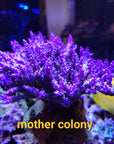 AO Purple Nurple Acropora - WYSIWYG