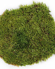 Galapagos- Terrarium Moss - Pillow Moss 150in³