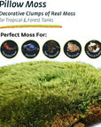 Galapagos- Terrarium Moss - Pillow Moss 150in³