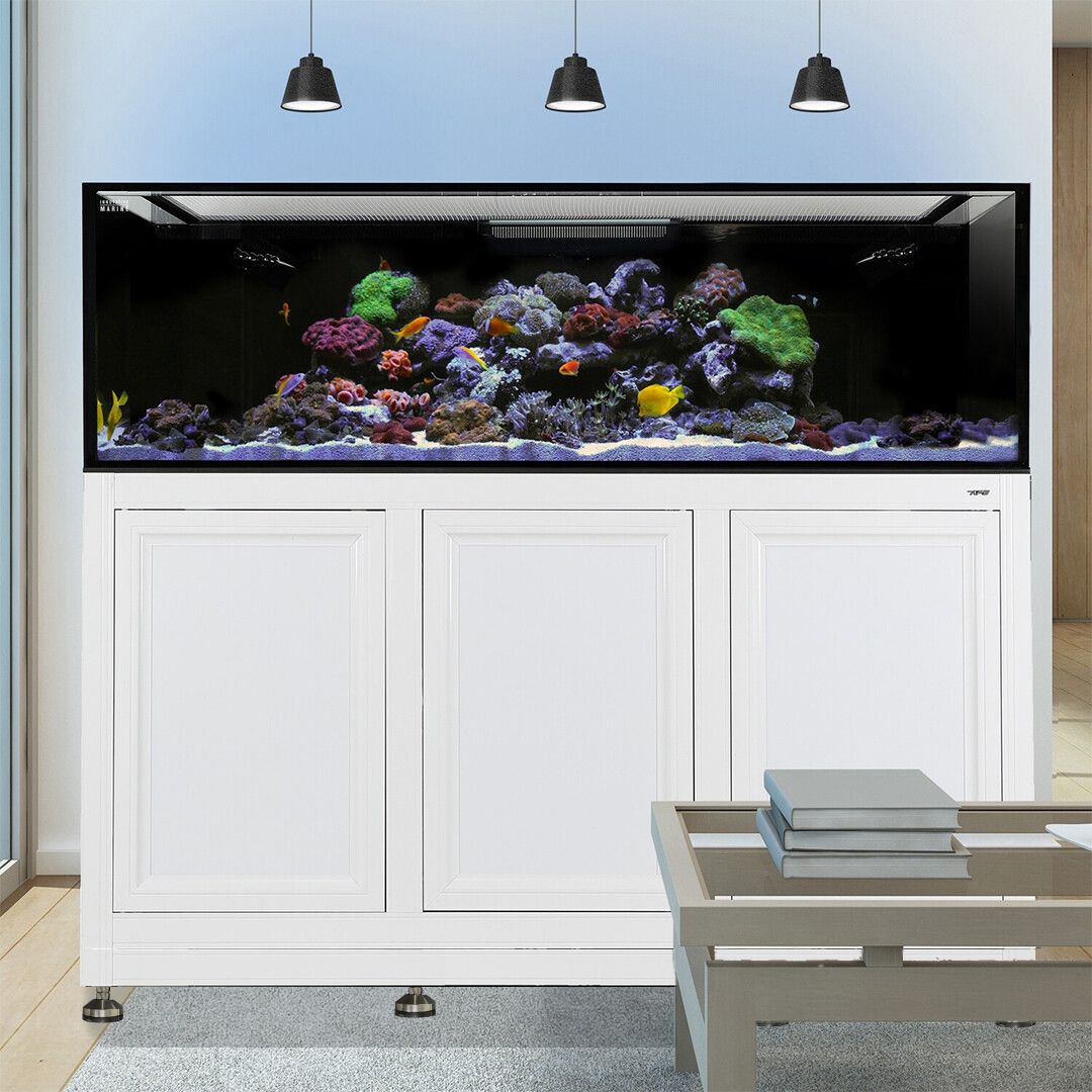 An Innovative Marine INT 200 Gallon Complete Reef System sits on a sleek white stand, showcasing vibrant coral and colorful fish. Three black pendant lights softly illuminate the setup, with a small gray table in the foreground for an elegant look.