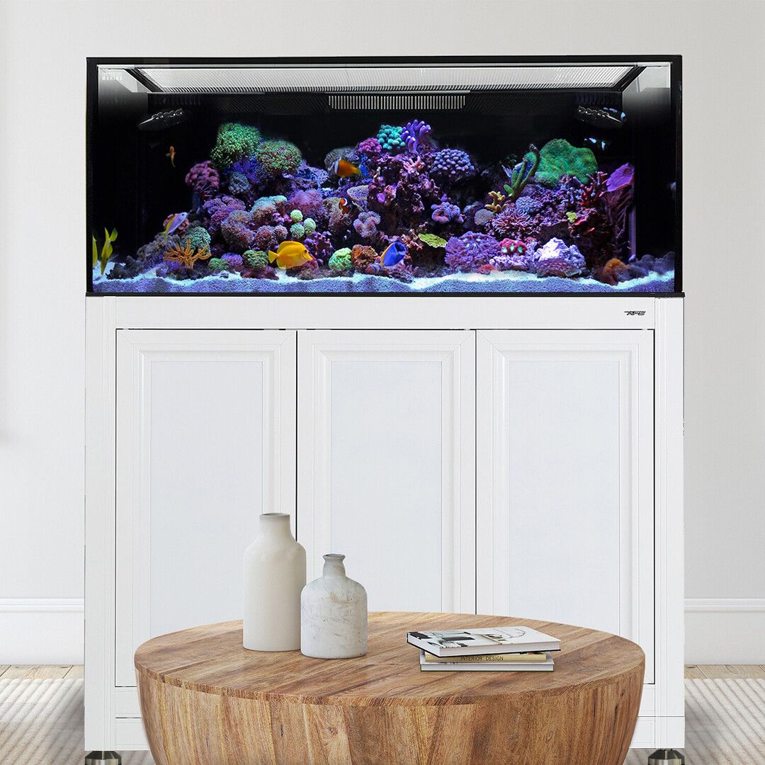 An Innovative Marine EXT 170 Aquarium w/ APS Stand (Made to Order) filled with corals and fish adorns a sleek white stand. In front, a wooden table holds two decorative vases and a closed book, all set against the rooms neutral-toned carpet and walls, enhancing this aquatic masterpiece.