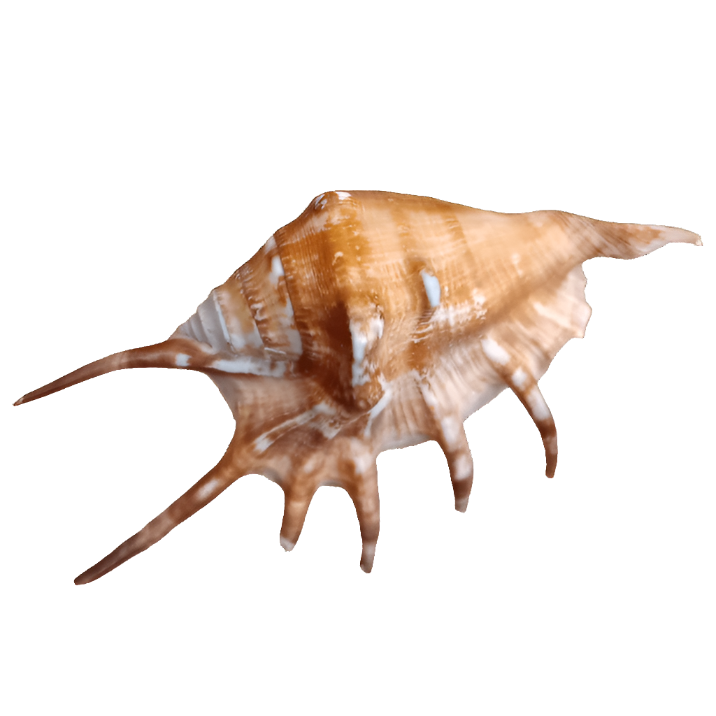Shell Oasis 6 in. Lambis spider conch Shell – Aquatic Oasis Reefing
