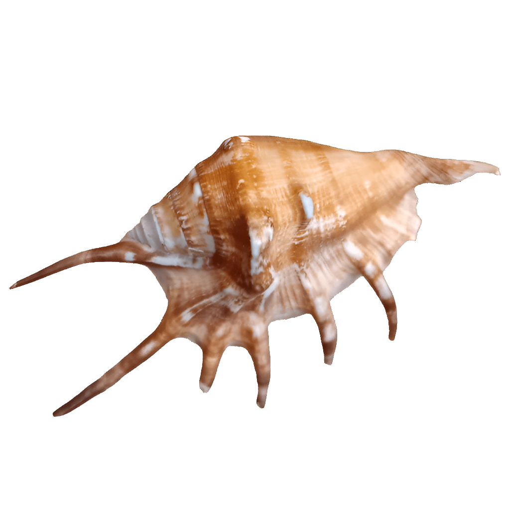 A 6-inch Lambus spider conch shell, featuring brown and white spiked patterns with elongated spines, isolated on a white background.