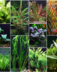 Florida 10 Species Live Aquarium Plants Bundle