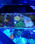 Top Down Viewer Zoa - 8" panel