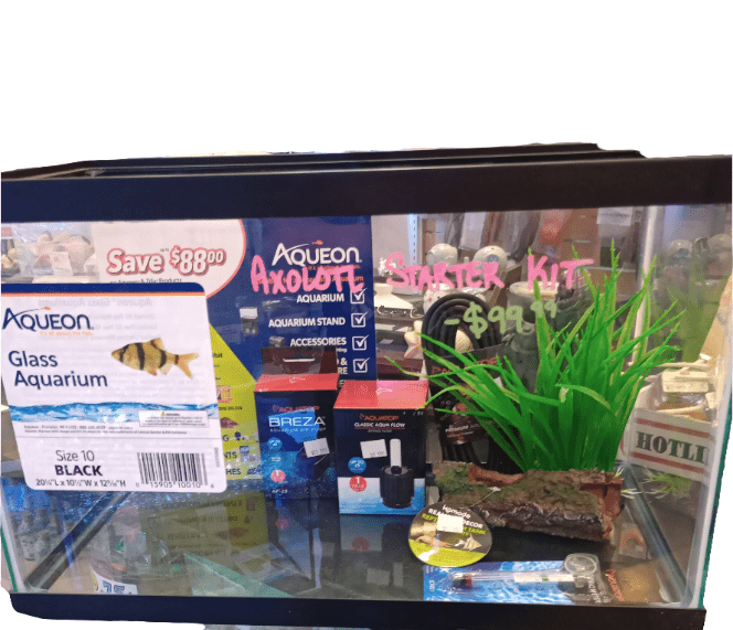 The displayed glass aquarium starter kit features various accessories. The sign reads "AO - Basic Axolotl Kit - 'Aqueon' 10 Gal" and is priced at $99.99. Visible items include a box of aquarium essentials, ZooMed axolotl pellets, and vibrant artificial plants.