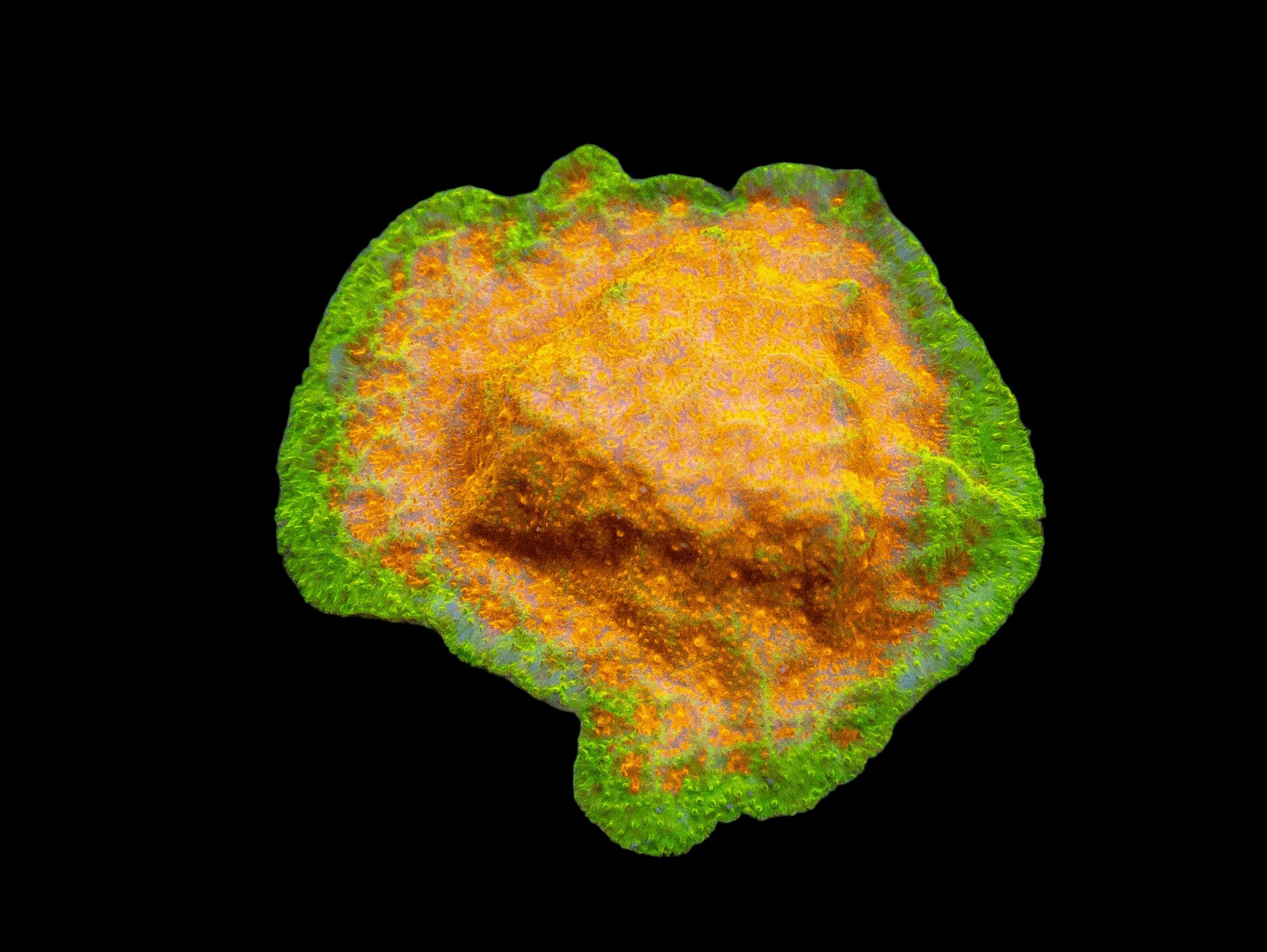 A brightly colored microscopic image of the AO Clementine Psammacora, also known as Lucky Charms, showcases a vivid blend of green, yellow, and orange textures. The outer layer appears green, transitioning into a central orange-yellow region with a bumpy terrain set against a black background.