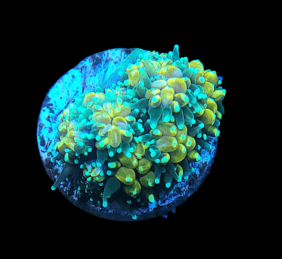 An AO Dandelion Galaxia fragment with glowing blue and yellow polyps set against a dark background, resembling an underwater coral colony.