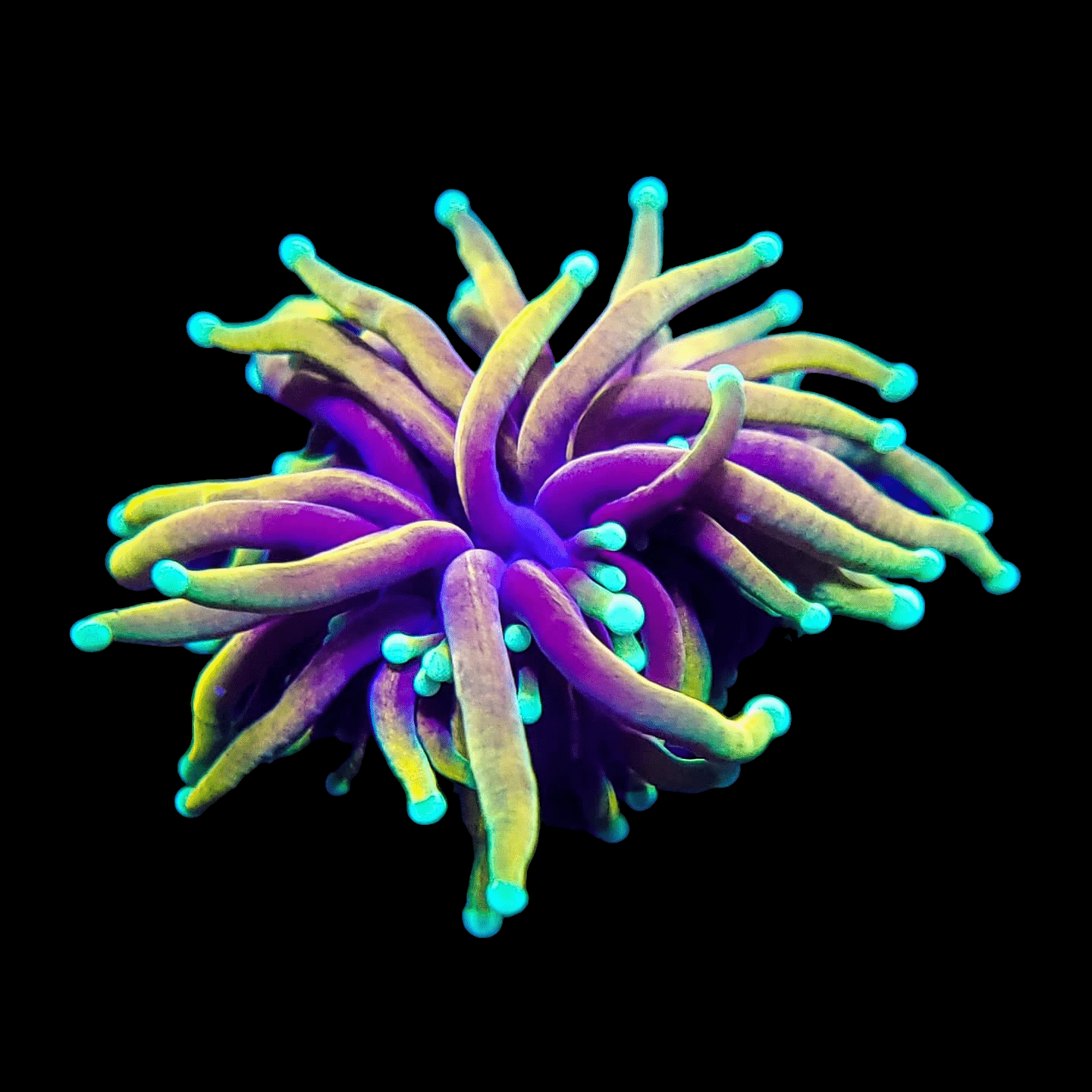 Close-up of the AO Dragon Soul Torch coral against a black background. Its elongated, tentacle-like extensions showcase a blend of purple, yellow, and turquoise colors that give it a fluorescent appearance.