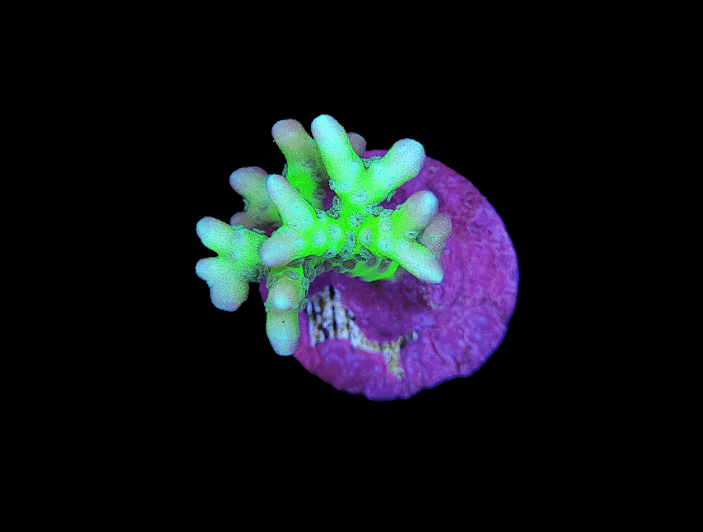 The AO Electric Limade Anacropora features vivid green branches set atop a striking purple base against a deep black background, showcasing an intricately detailed coral structure accentuated by the contrasting colors.