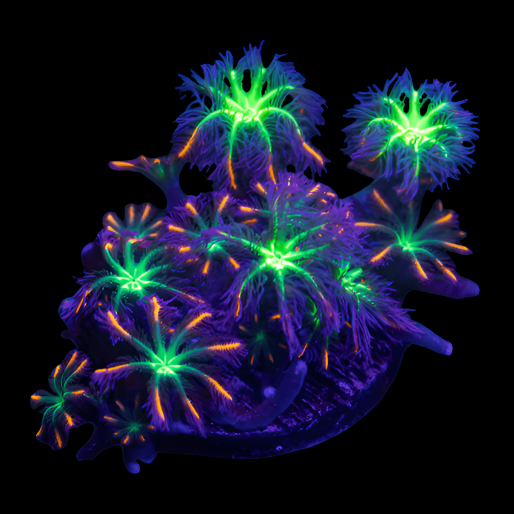 A vibrant depiction of the AO Firework Clove Polyps under black light, showcasing neon green and purple hues. The polyps feature delicate, feather-like tentacles emitting a glowing luminescence, creating an ethereal and striking contrast against the dark background.