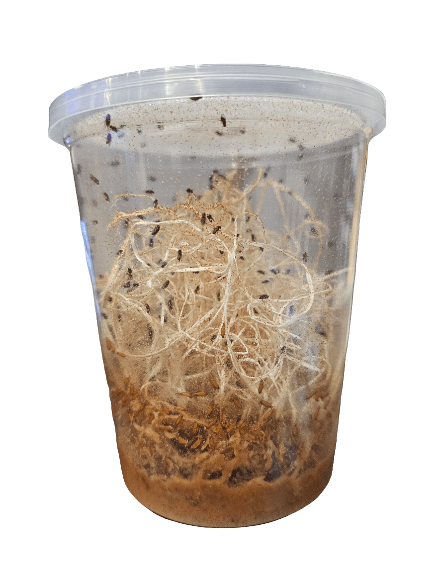 The AO - Flightless Fruit Flies - Hydei Culture is a transparent plastic container designed to create a suitable environment for insects. It contains slender straw-like fibers, and you can observe small black insects moving across the surface. The base has a brown substrate with a moist appearance.