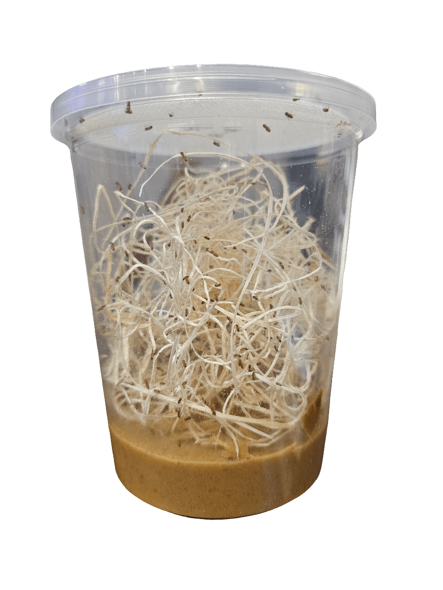 A sealed container of AO - Flightless Fruit Flies - Melanogaster featuring a clear plastic design filled with brown substrate and strands of white fungal mycelium.