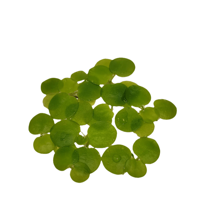 AO - Floating Plant - Frogbit – Aquatic Oasis Reefing