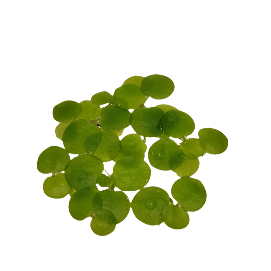 AO - Floating Plant - Frogbit features green, round leaves clustered together that resemble small floating disks. These leaves have a smooth surface with subtle highlights, giving them a fresh and natural appearance and making them an ideal choice for aquatic settings.