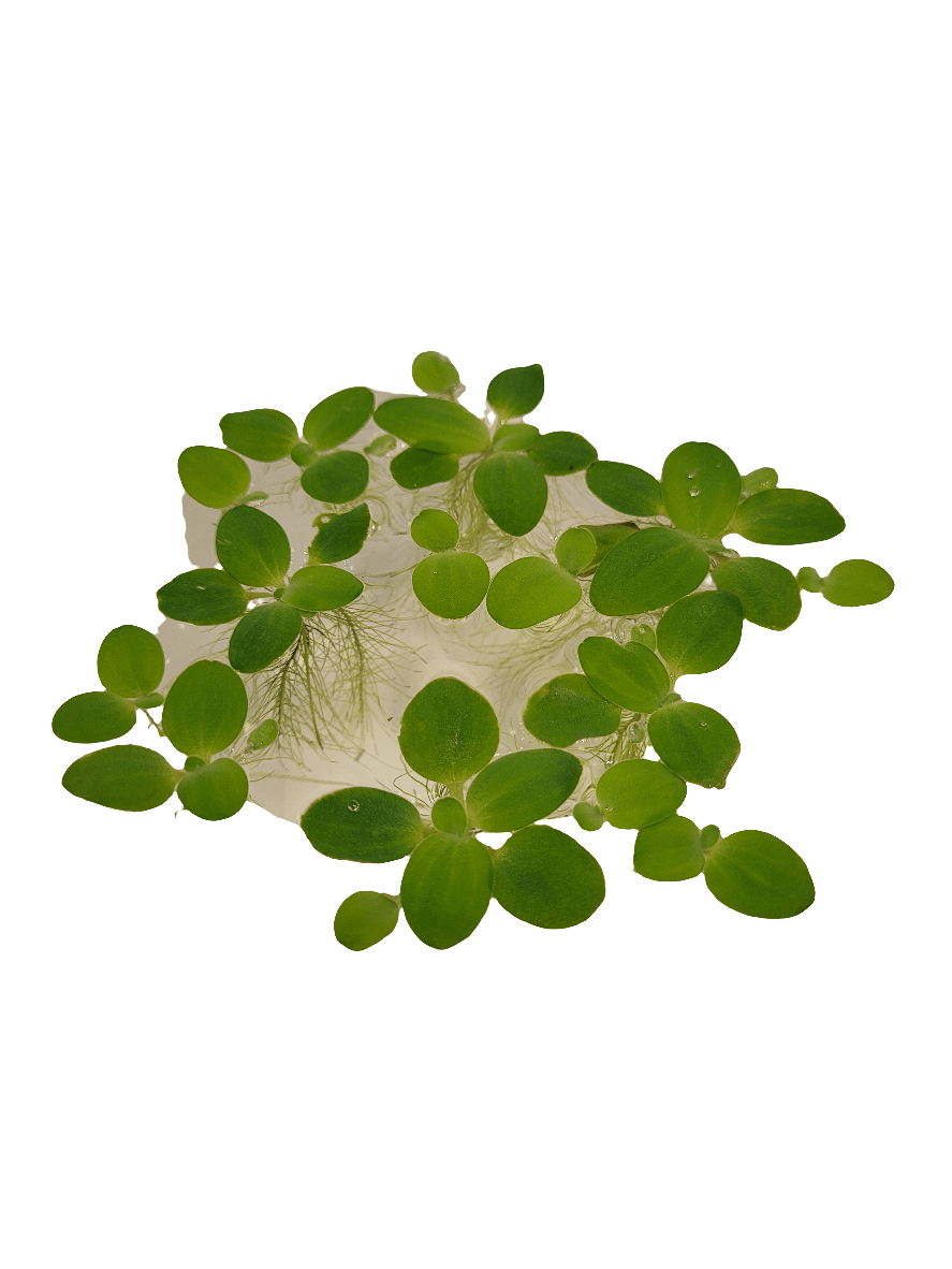 The AO - Floating Plant - Water Lettuce forms a cluster on the clear surface, with visible roots submerged below. The oval-shaped leaves are vibrant and arranged in rosettes.