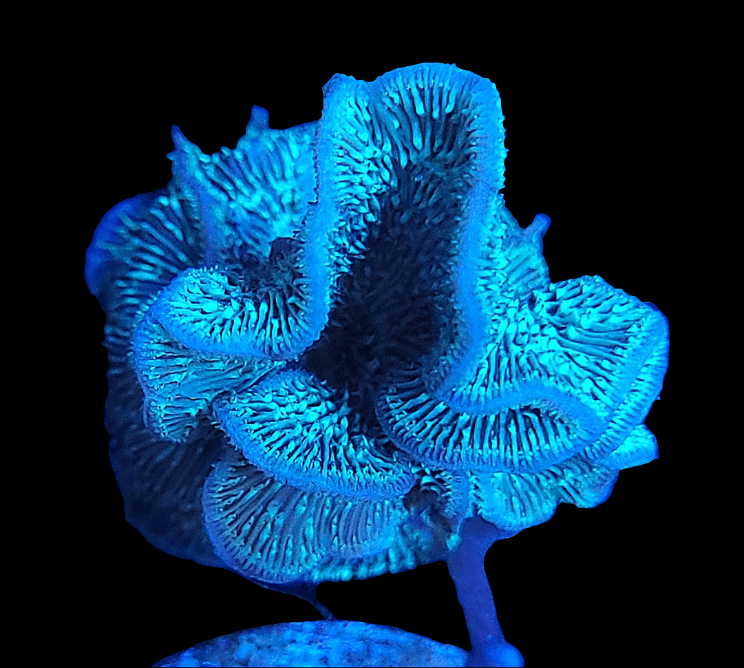 Close-up of a vibrant AO Fuzzy Green Pavona coral with intricate, wavy patterns and a textured surface, set against a black background. The coral appears illuminated, highlighting its unique structure.