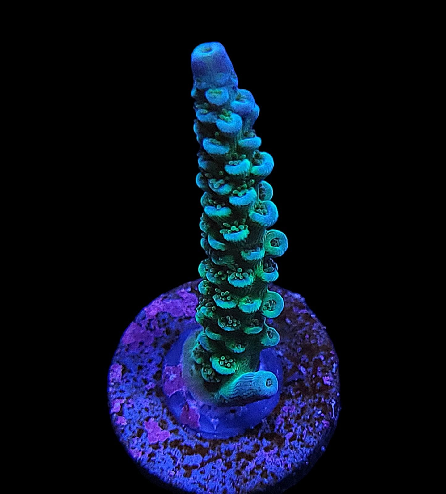 An AO Gojira Acropora frag, featuring fluorescent green and blue hues on a circular base, set against a black backdrop. The coral boasts small rounded polyps, giving it an illuminated appearance as if under UV light.