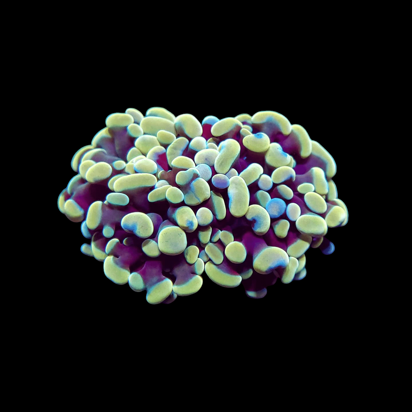 A close-up of the AO Gold Rainbow Hammer coral against a black background, showcasing its vibrant bulbous formations in a mix of purple and green hues, resembling a cluster of small, soft shapes.