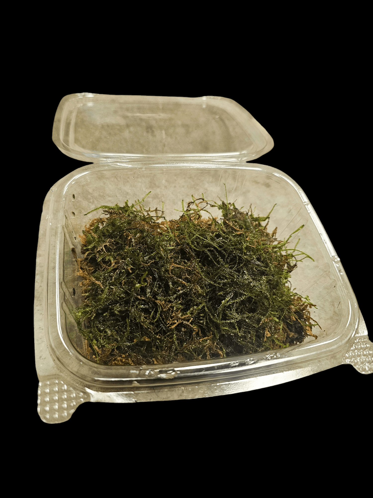 The AO - Java Moss Culture is displayed in a clear plastic container against a solid black background. The moss inside is densely packed, exhibiting a slightly tangled look.