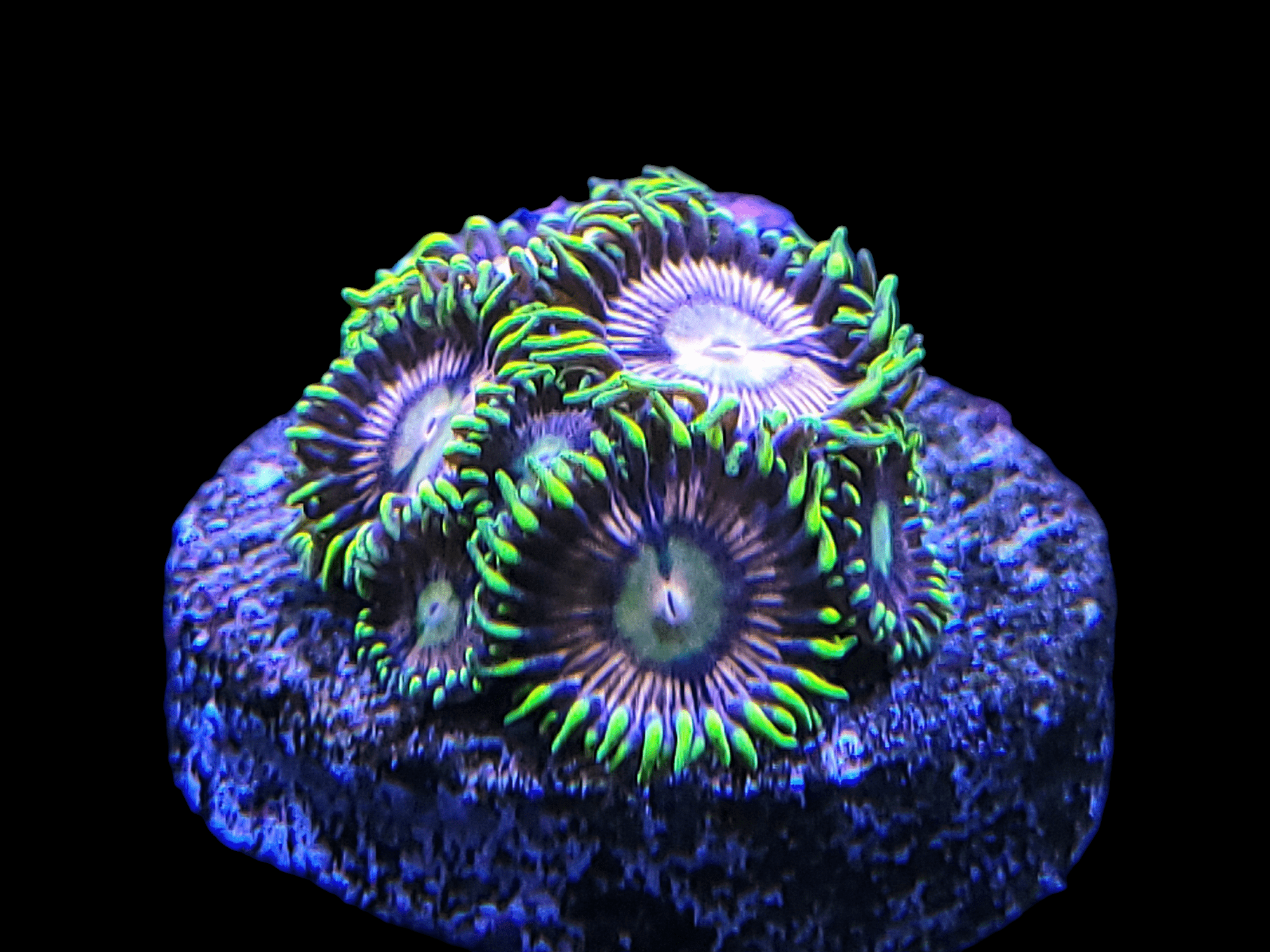 A cluster of AO Jupitor Zoanthids with vibrant green and purple hues adorns a textured rock against a black background, resembling circular flowers with radiating petals.