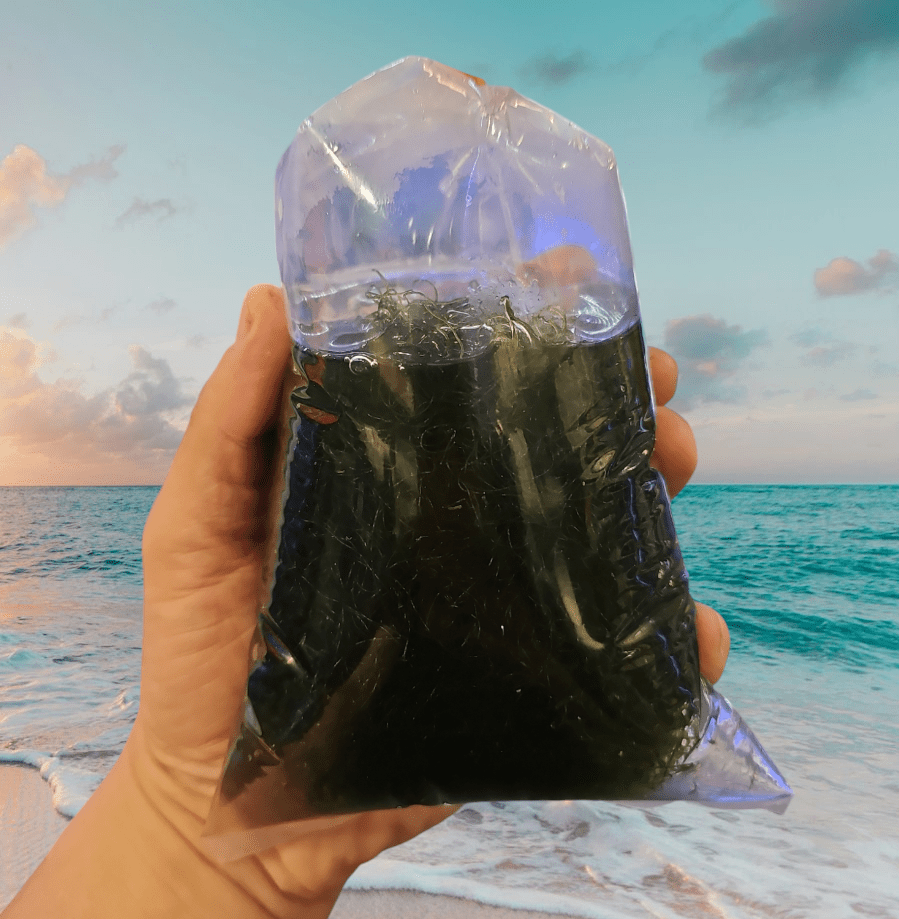 A hand is holding a clear plastic bag containing a handful of AO - Live Chaetomorphia, set against the backdrop of a beach with turquoise waters and a cloudy sky.