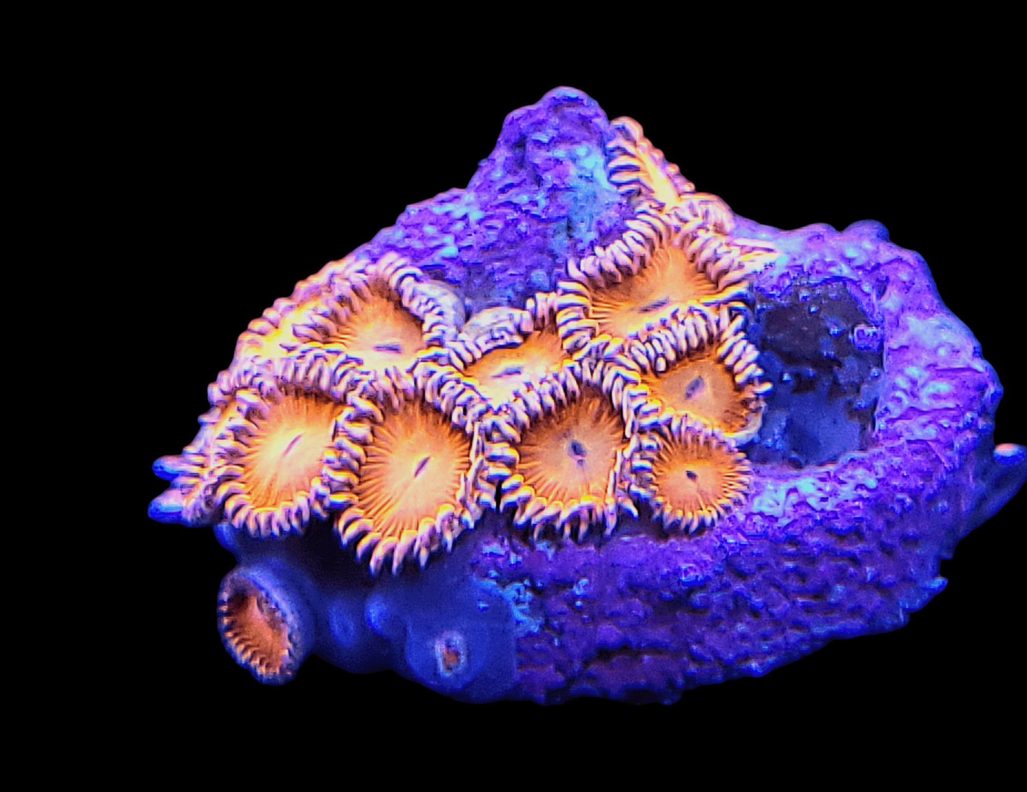 The AO Magma Pool Zoanthids exhibit a vibrant colony of orange coral polyps with frilly edges on a blue-purple rock, beautifully contrasting against a black background. The colors are bright and striking.